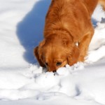 Dog at snow